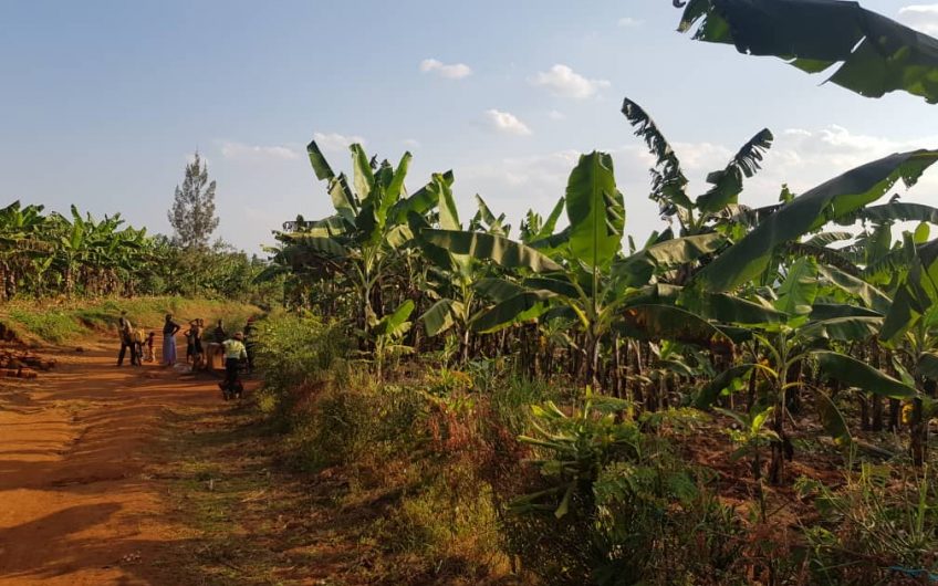Rwamagana Nyakariro, farm lands for sale.